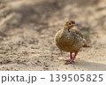 Grey francolin standing on sandy track at Ranthambore National Park 139505825
