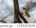 Indian pitta perched on tree branch at Ranthambore National Park 139505826