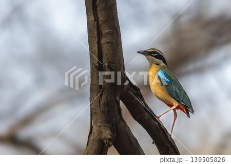 Indian pitta perched on tree branch at Ranthambore National Park Indian pitta perched on tree branch at Ranthambore National Park 139505826
