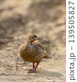 Grey francolin standing on sandy ground at Ranthambore National Park 139505827