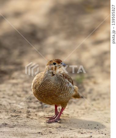 Grey francolin standing on sandy ground at Ranthambore National Park 139505827
