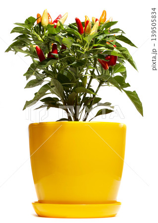 Bush of indoor decorative pepper on a white background Bush of indoor decorative pepper on a white background 139505834