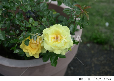 黄色いバラ バラ 花 初夏 夏 梅雨 5月 139505893