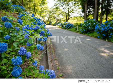あじさい山公園_19 あじさい山公園_19 139505907
