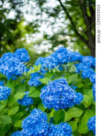 あじさい山公園_01 あじさい山公園_01 139505913