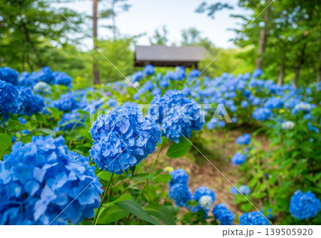 あじさい山公園_06 139505920