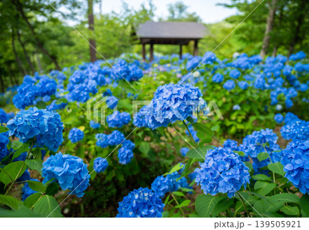 あじさい山公園_05 あじさい山公園_05 139505921