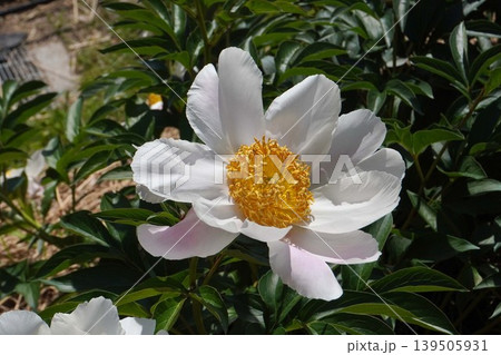芍薬の花"銀月"2026年5月 芍薬の花"銀月"2026年5月 139505931