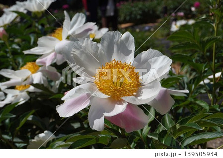 芍薬の花"銀月"2026年5月 芍薬の花"銀月"2026年5月 139505934