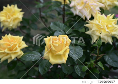黄色いバラ バラ 花 初夏 夏 梅雨 5月 黄色いバラ バラ 花 初夏 夏 梅雨 5月 139505937