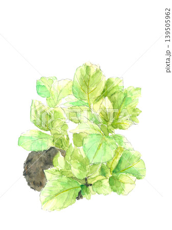 水彩で描いた畑の馬鈴薯の葉 イラスト素材【手描き】白背景 コピースペースあり 139505962