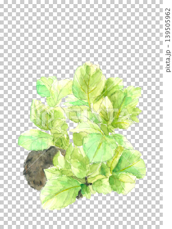 水彩で描いた畑の馬鈴薯の葉 イラスト素材【手描き】白背景 コピースペースあり 139505962