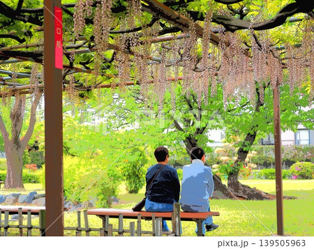 藤の花の下で憩う二人（afr20260426145720) 139505963