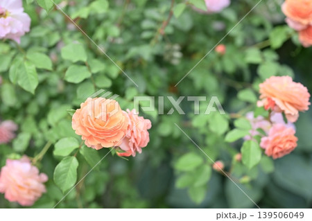 バラの花 オレンジ 花 初夏 梅雨 5月 イメージ バラの花 オレンジ 花 初夏 梅雨 5月 イメージ 139506049