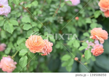 バラの花 オレンジ 花 初夏 梅雨 5月 イメージ バラの花 オレンジ 花 初夏 梅雨 5月 イメージ 139506050
