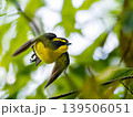 新緑の森を飛ぶキビタキのオス 139506051