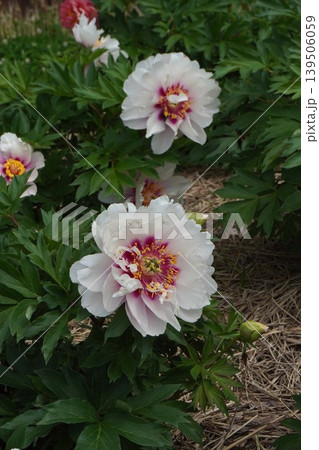 シャクヤクの花「コーラルイス」・2026年5月 139506059