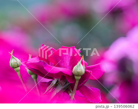 赤色の薔薇 139506062