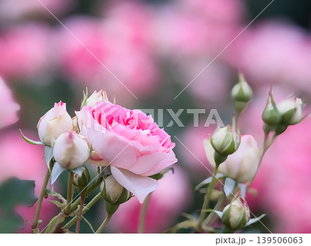 ピンク色の薔薇るる ピンク色の薔薇るる 139506063