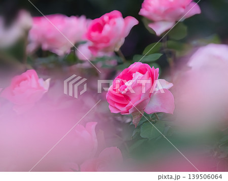 ピンク色の薔薇るる ピンク色の薔薇るる 139506064