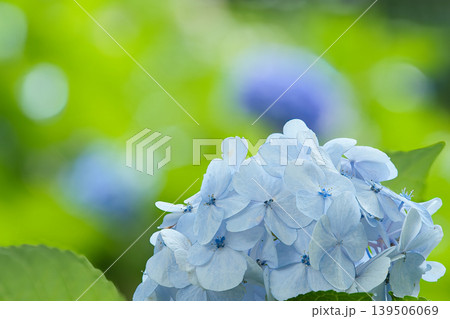 青い手鞠紫陽花 青い手鞠紫陽花 139506069