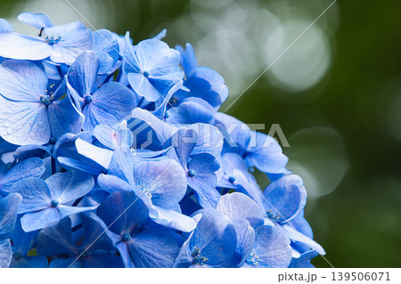 青い紫陽花 青い紫陽花 139506071