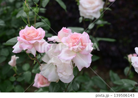 バラの花 ピンク 白色 花 梅雨 初夏 5月 イメージ バラの花 ピンク 白色 花 梅雨 初夏 5月 イメージ 139506143