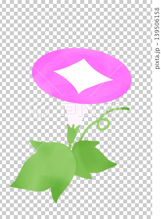 水彩のピンクの朝顔のイラスト 139506158
