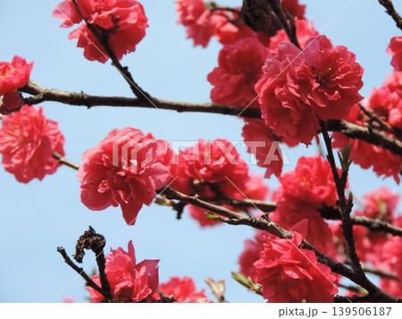 青空を背景に鮮やかに咲き誇る濃いピンクのハナモモ(花桃)の枝 青空を背景に鮮やかに咲き誇る濃いピンクのハナモモ(花桃)の枝 139506187