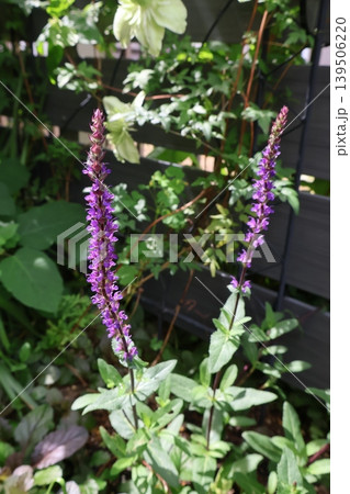 サルビア・ネモローサ・カラドンナの紫の花 サルビア・ネモローサ・カラドンナの紫の花 139506220