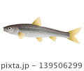 ホンモロコ 139506299