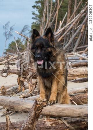 German Shepherd Dog on the beach at sea German Shepherd Dog on the beach at sea 139506307