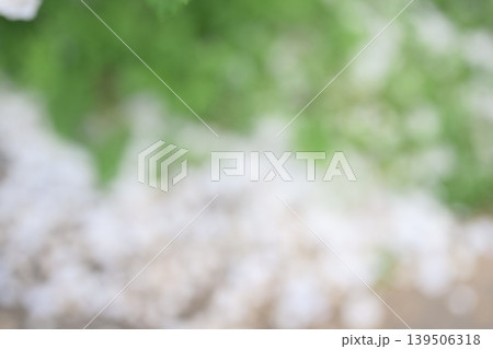 アウトフォーカス 白色 緑色 初夏 梅雨 5月 背景素材 139506318