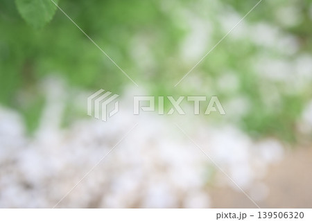 アウトフォーカス 白色 緑色 初夏 梅雨 5月 背景素材 139506320