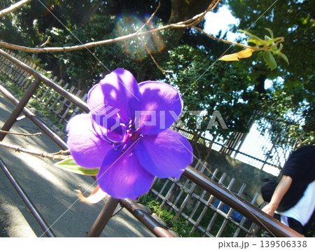 シコンノボタンの花 シコンノボタンの花 139506338
