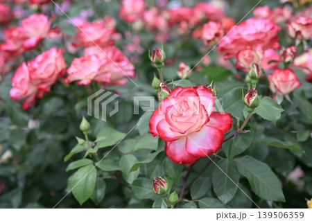 バラの花 ピンク 白色 花 梅雨 初夏 5月 イメージ バラの花 ピンク 白色 花 梅雨 初夏 5月 イメージ 139506359