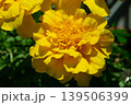 黄色いマリーゴールドの花 139506399