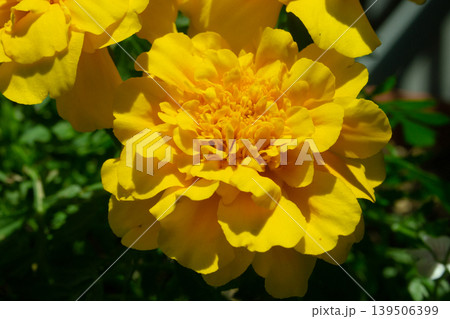 黄色いマリーゴールドの花 黄色いマリーゴールドの花 139506399