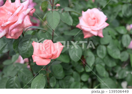 バラの花 ピンク色 初夏 5月 梅雨 イメージ 139506449