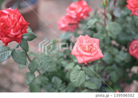 バラの花 ピンク色 初夏 5月 梅雨 イメージ 139506502