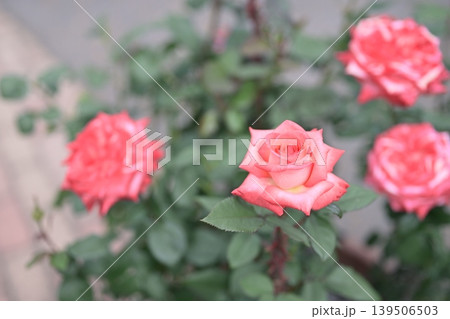 バラの花 ピンク色 初夏 5月 梅雨 イメージ バラの花 ピンク色 初夏 5月 梅雨 イメージ 139506503