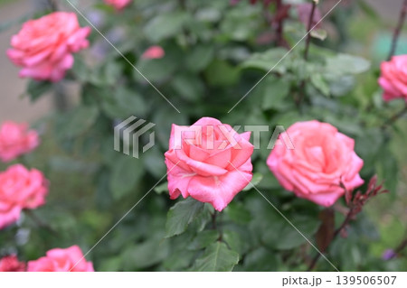 バラの花 ピンク色 初夏 5月 梅雨 イメージ バラの花 ピンク色 初夏 5月 梅雨 イメージ 139506507