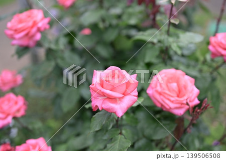 バラの花 ピンク色 初夏 5月 梅雨 イメージ 139506508