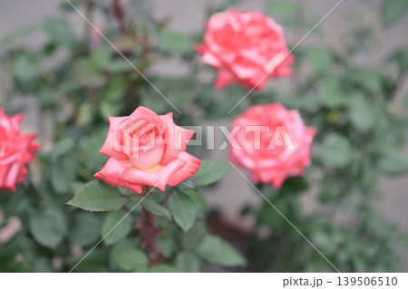 バラの花 ピンク色 初夏 5月 梅雨 イメージ バラの花 ピンク色 初夏 5月 梅雨 イメージ 139506510