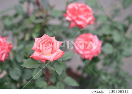 バラの花 ピンク色 初夏 5月 梅雨 イメージ バラの花 ピンク色 初夏 5月 梅雨 イメージ 139506511