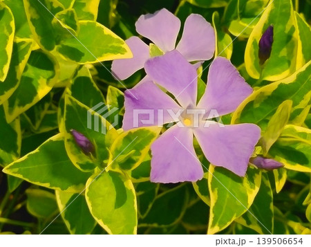 紫色の花を咲かせた植物のアップで撮影した写真 139506654