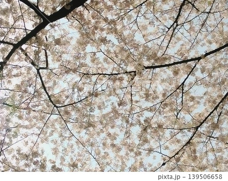 桜の木の下から見上げた景色 139506658