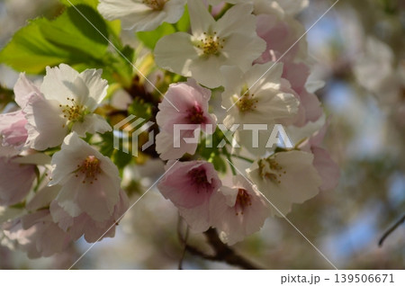 桜咲く 139506671