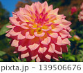 ダリア 139506676