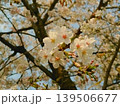 桜咲く 139506677